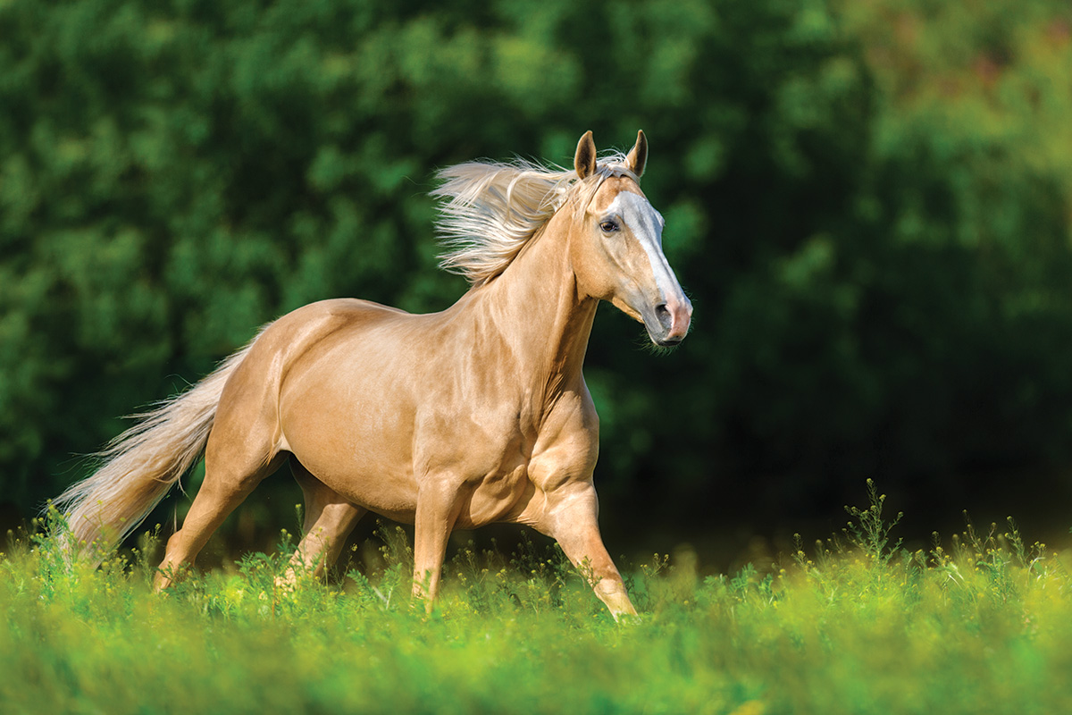 Palomino Horse