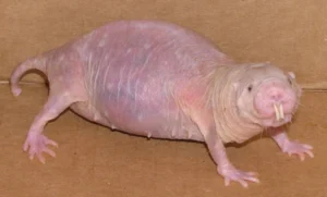 Naked Mole Rat