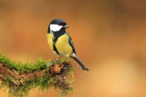 Tit Bird