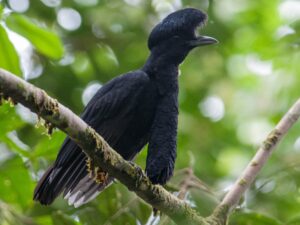 Umbrellabird