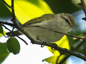 Uganda Woodland Warbler