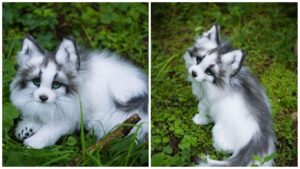 canadian marble fox