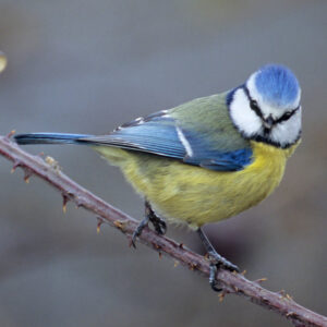 Blue Tit