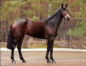 Ukrainian Riding Horse