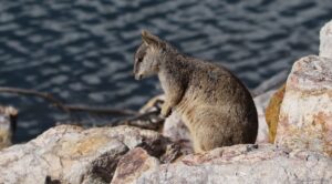 Unadorned Rock Wallaby