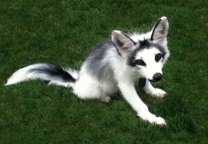 canadian marble fox