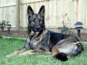 Sable German Shepherd