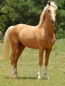 Palomino Horse 