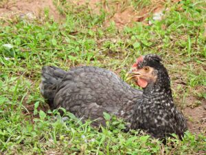 Sapphire Gem Chicken