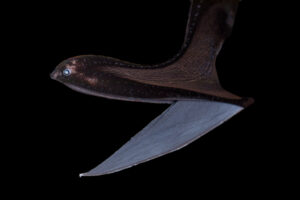 Umbrella Mouth Gulper Eel