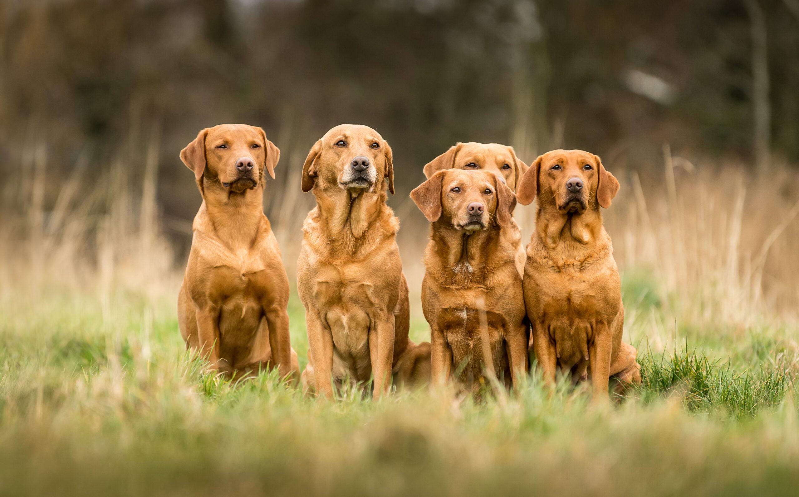 Red Lab