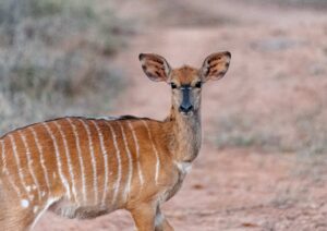 Nyala