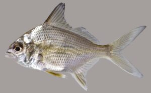 Irish Mojarra