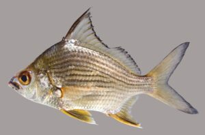 Striped Mojarra