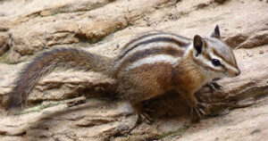 Uinta Chipmunk