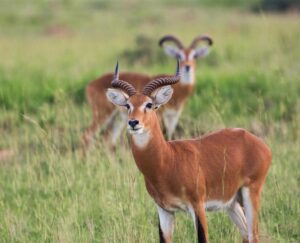 Ugandan Kob