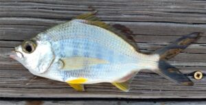 Yellowfin Mojarra