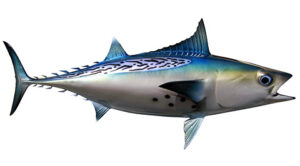 Bonito Fish 