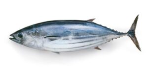 Bonito Fish 