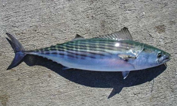 Bonito Fish