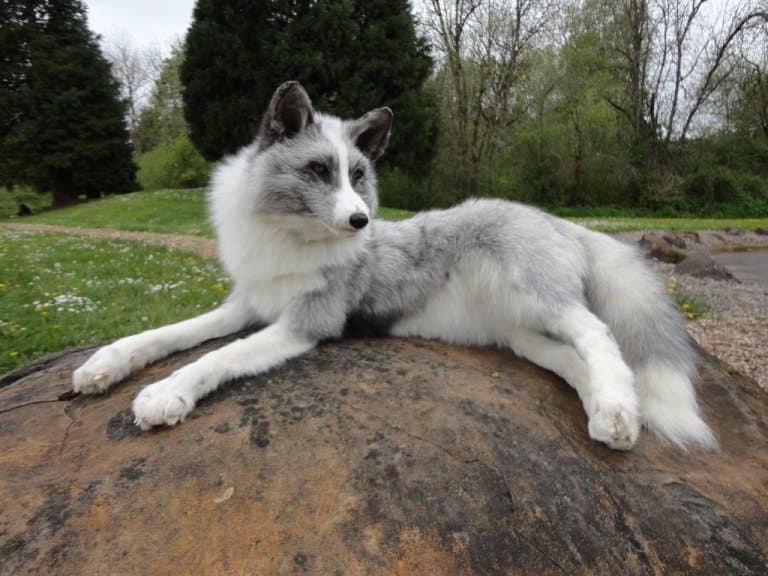 Canadian Marble Fox Facts and Pictures