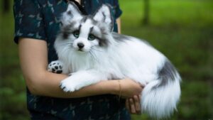 canadian marble fox