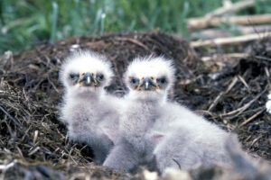  Baby Eagle