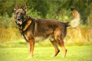 Sable German Shepherd