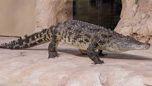 Nile Crocodile