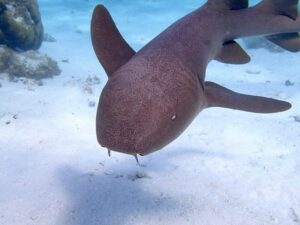 Nurse Shark