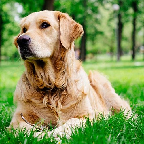 red golden retriever