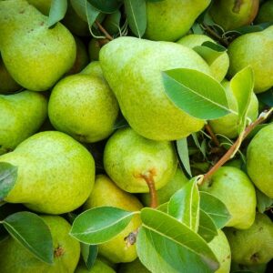 GREEN PEARS