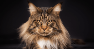 Maine Coon