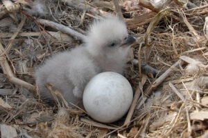  Baby Eagle