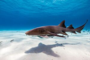 Nurse Shark