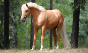 Palomino Horse 