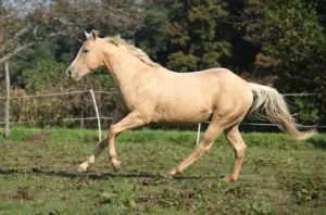 Palomino Horse 