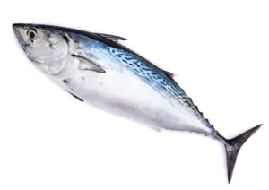 Bonito Fish 