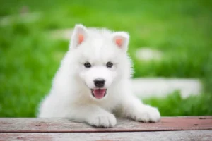 white husky