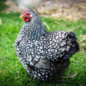 Silver Laced Wyandotte