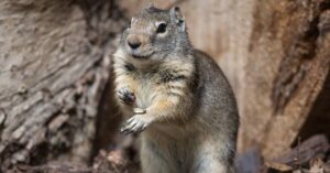 Uinta Ground Squirrel