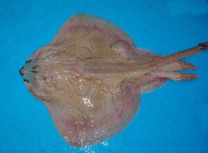 8.Undulate Ray