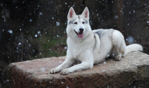 Northern Inuit Dog