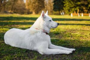 White Huskie