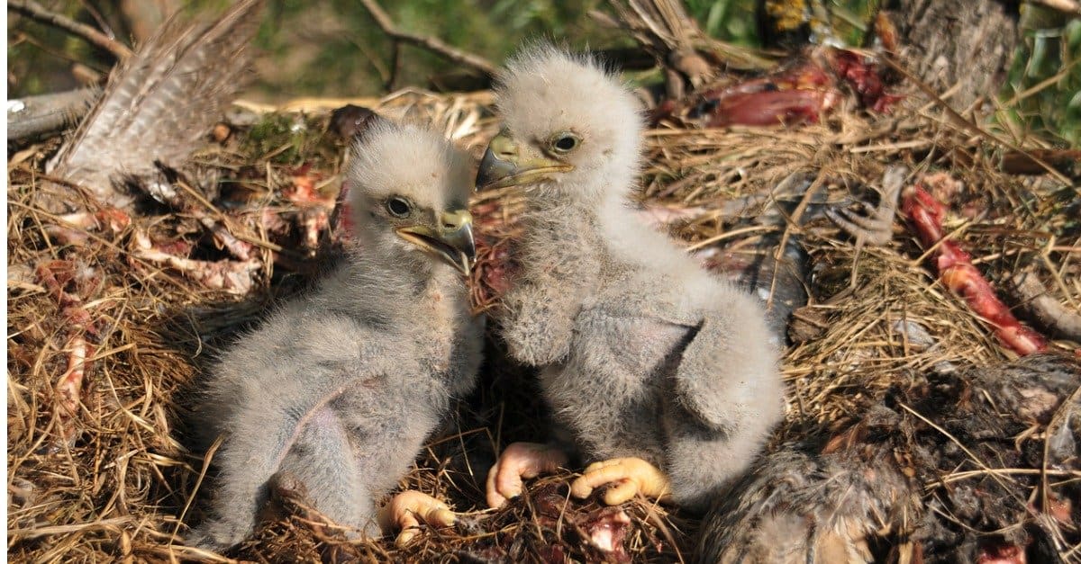 Baby Eagle