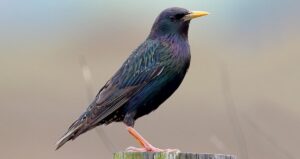 EUROPEAN STARLING