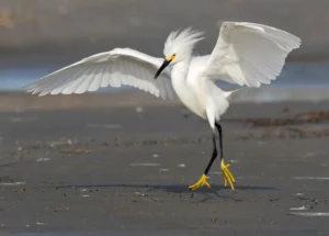 EGRET