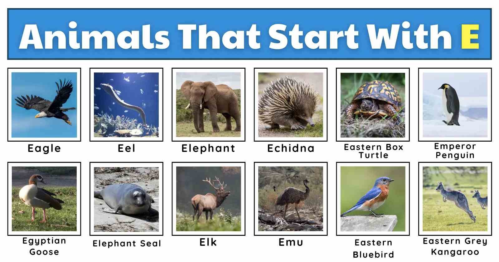 Animal that start with E