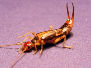 Earwig