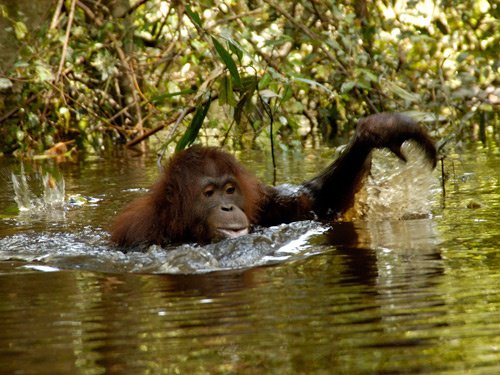 Can Gorillas Swim